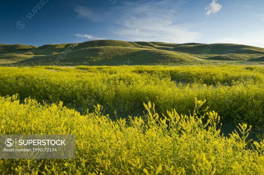 Sweet yellow clover, West Block, Grasslands National Park, Saskatchewan, Canada