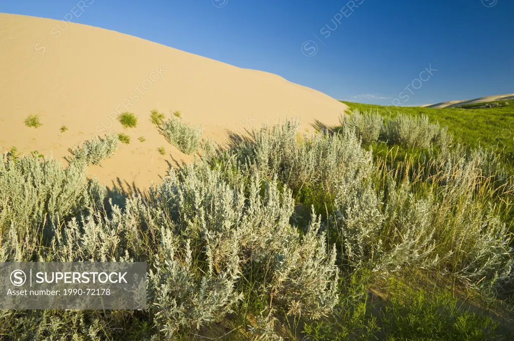Edge of sand dunes populated by sagebrush, the Great Sandhills, near Sceptre, Saskatchewan, Canada