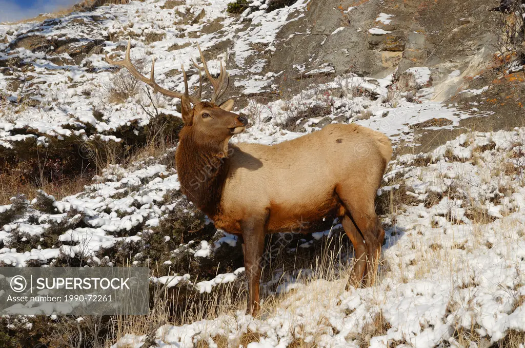 Bull elk, aka wapiti, in Winter, Banff National Park, Alberta, Canada