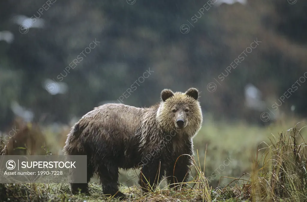 Grizzly Bear, Great Bear Rainforest, British Columbia, Canada