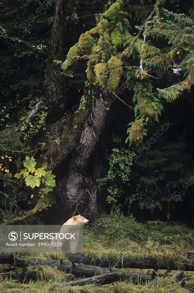 Spirit Bear on log, Great Bear Rainforest, British Columbia, Canada