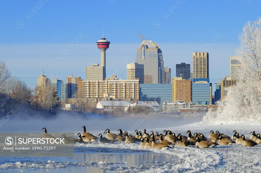 Calgary skyline and canada geese by the Bow River, Centenary Park, Saint Patrick's Island, Calgary, Alberta, Canada