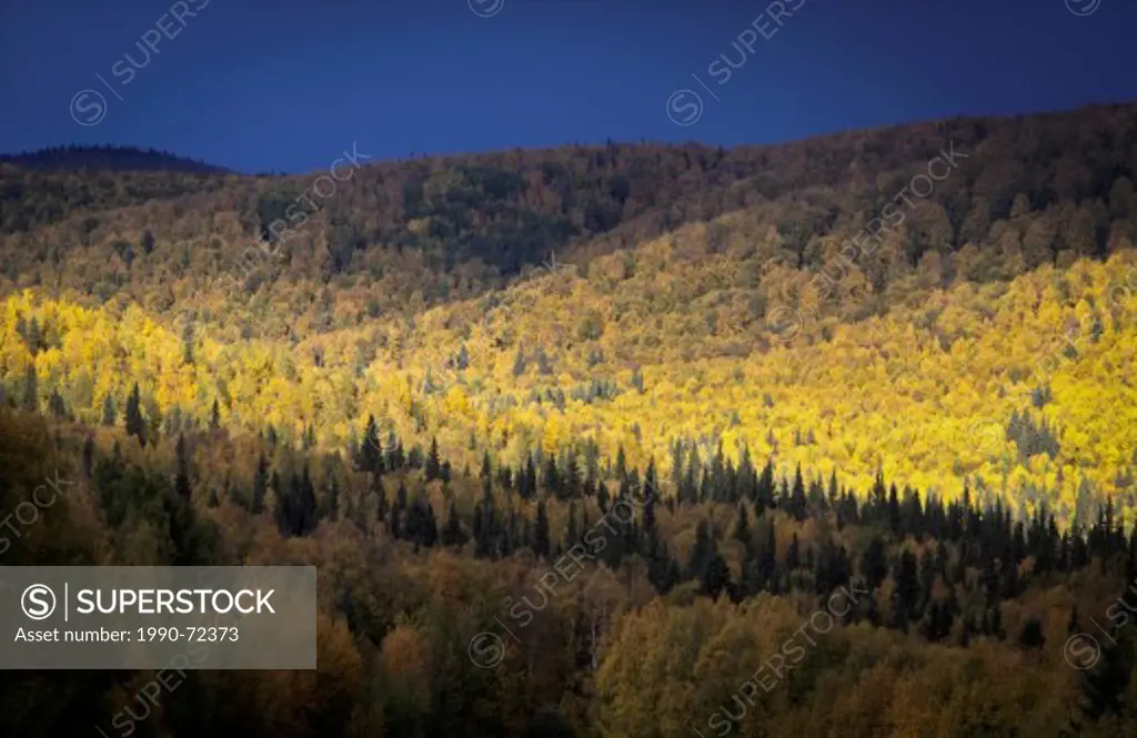 Fall colors, Alaska Hgihway, Fairbanks area, Alaska, United States of America.