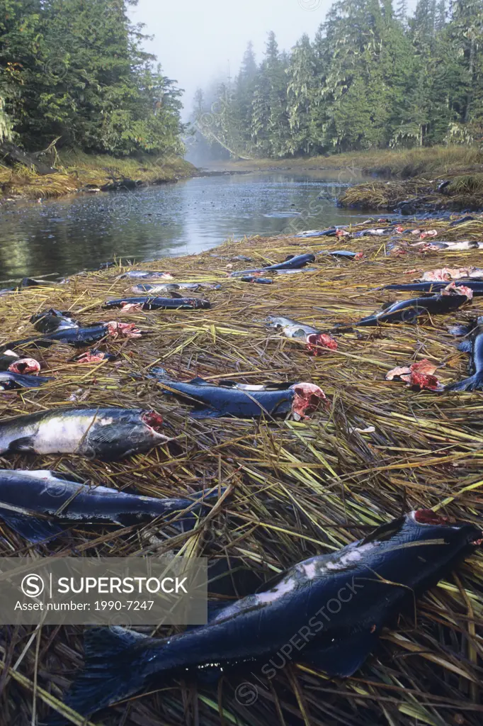 Remains of Pink salmon left behind by grey wolves, BC central coast, Great Bear Rainforest, British Columbia, Canada