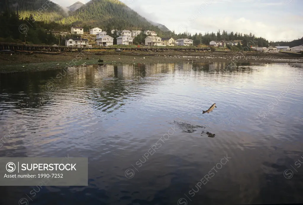Coho jumping in front of Klemtu Village, British Columbia, Canada