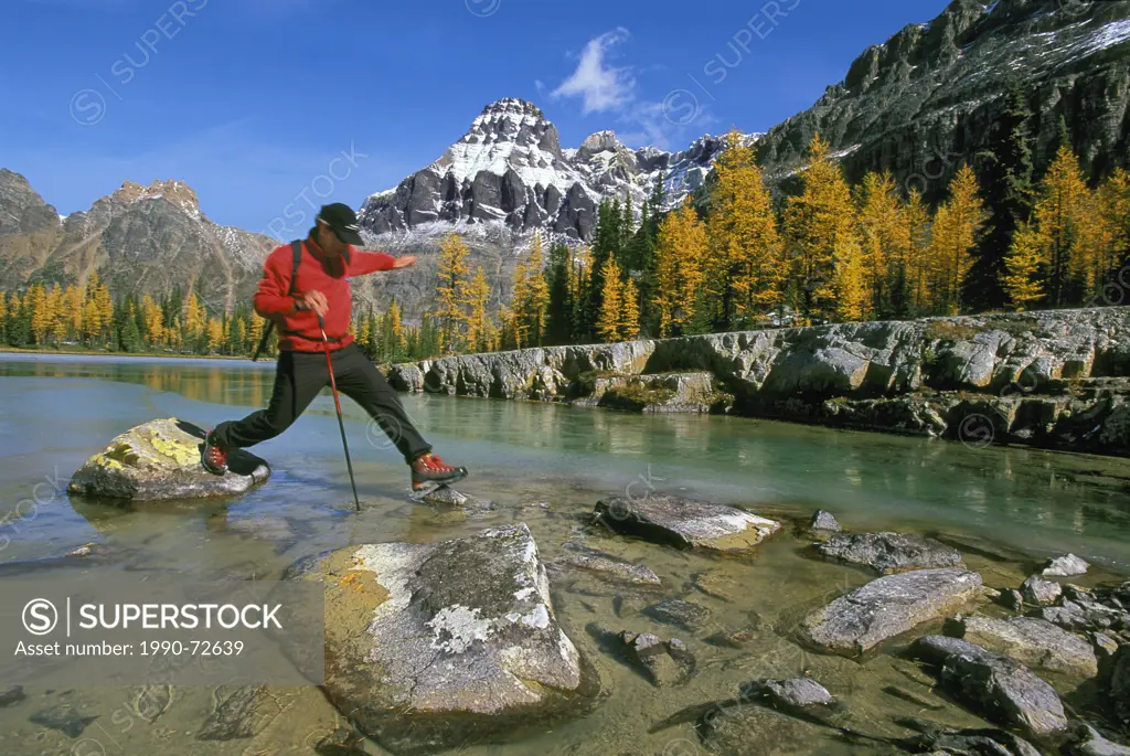 Hiker stepping over stones, Opabin Plateau, Lake O'Hara region, Yoho National Park, British Columbia, Canada