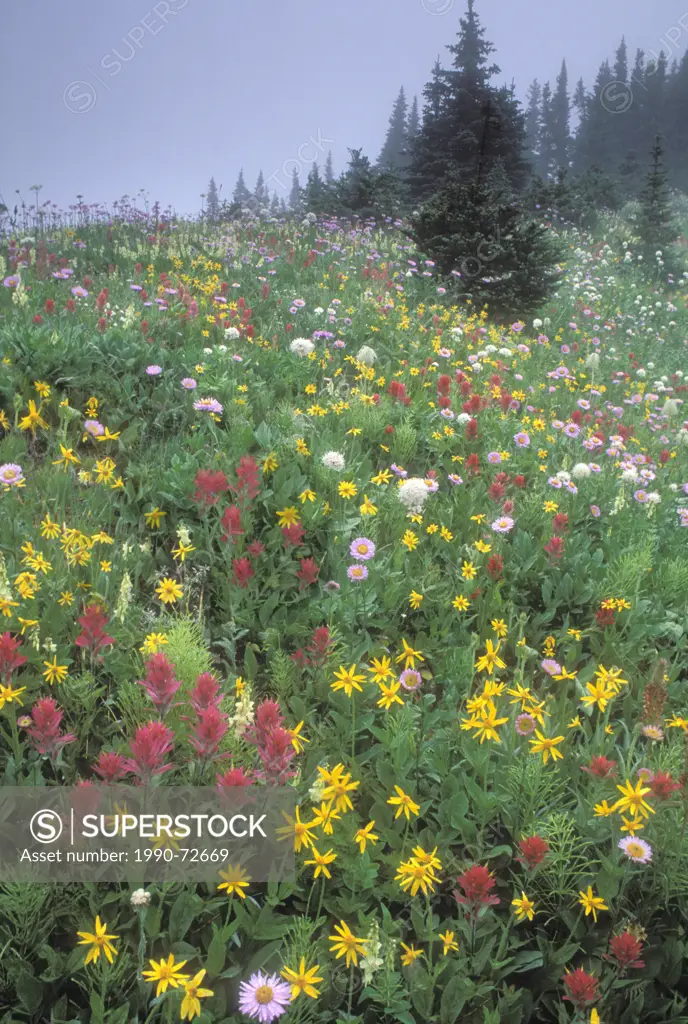 Rich field of alpine flowers, Kananaskis Country, Alberta, Canada