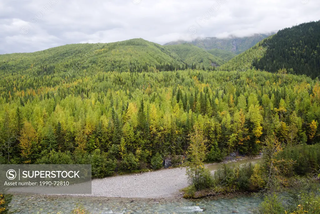 Deciduous and coniferous forest regenerated after fire, Trout River valley, N of Muncho Prov Park, Highway 97, Northern British Columbia, Canada