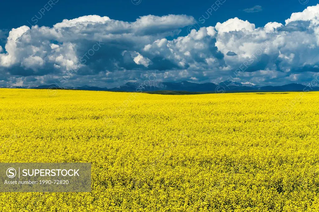 A canola field in bloom in southern Alberta, Canada. The Rocky Mountains are in the backbround.
