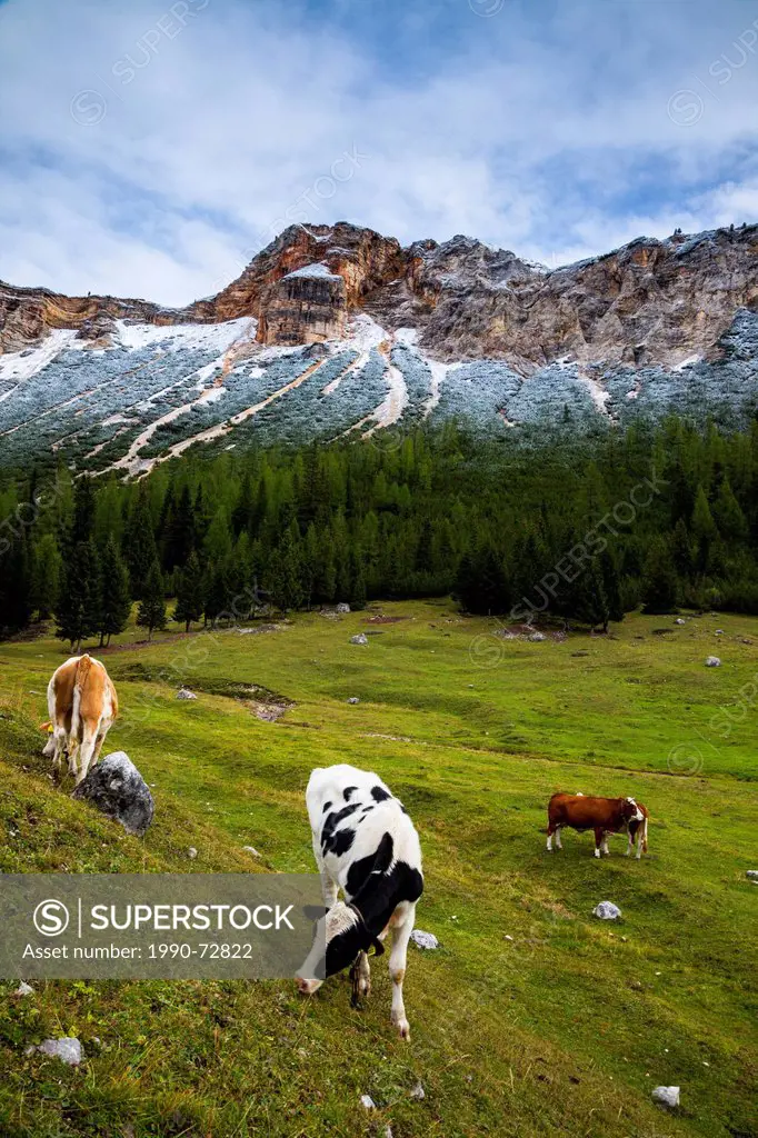 Grazing cows in the Dolomites, Italy