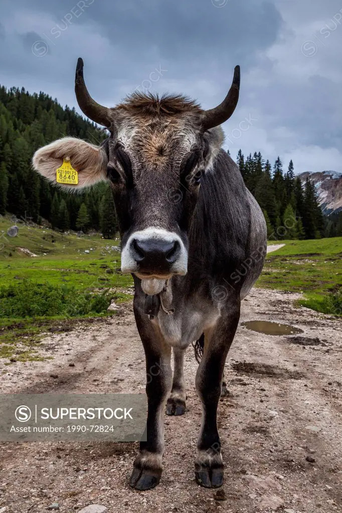 A cow in the Dolomites, Italy