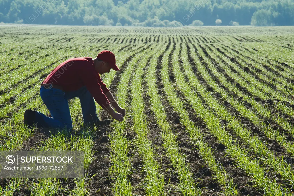 Man scouts an early growth wheat field near Anola, Manitoba, Canada