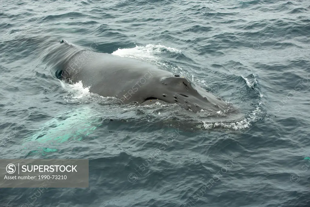 Humpback Whale spouting, (Megaptera novaeangliae, Witless Bay Ecological Reserve, Newfoundland, Canada