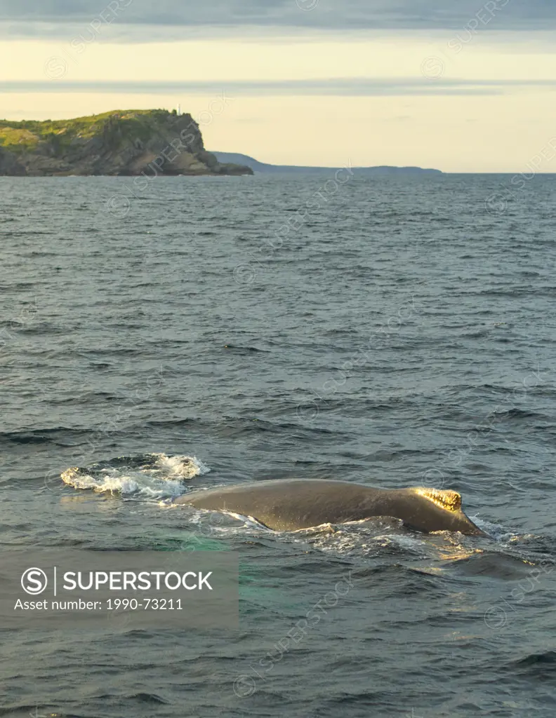 Humpback Whale spouting, (Megaptera novaeangliae, Witless Bay Ecological Reserve, Newfoundland, Canada