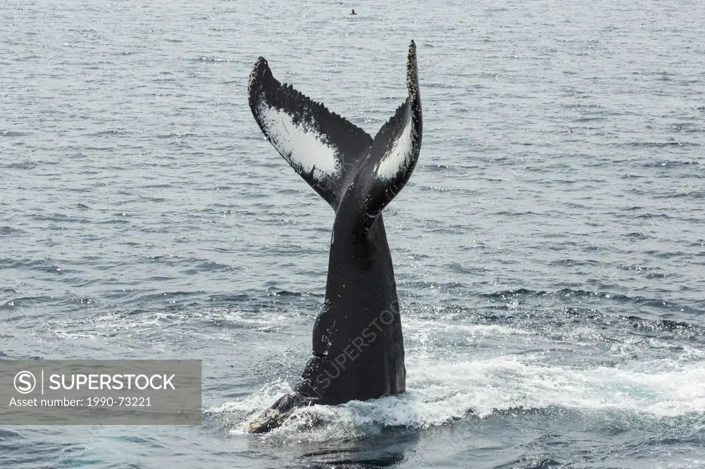 Humpback Whale tail lobbing, (Megaptera novaeangliae, Witless Bay Ecological Reserve, Newfoundland, Canada