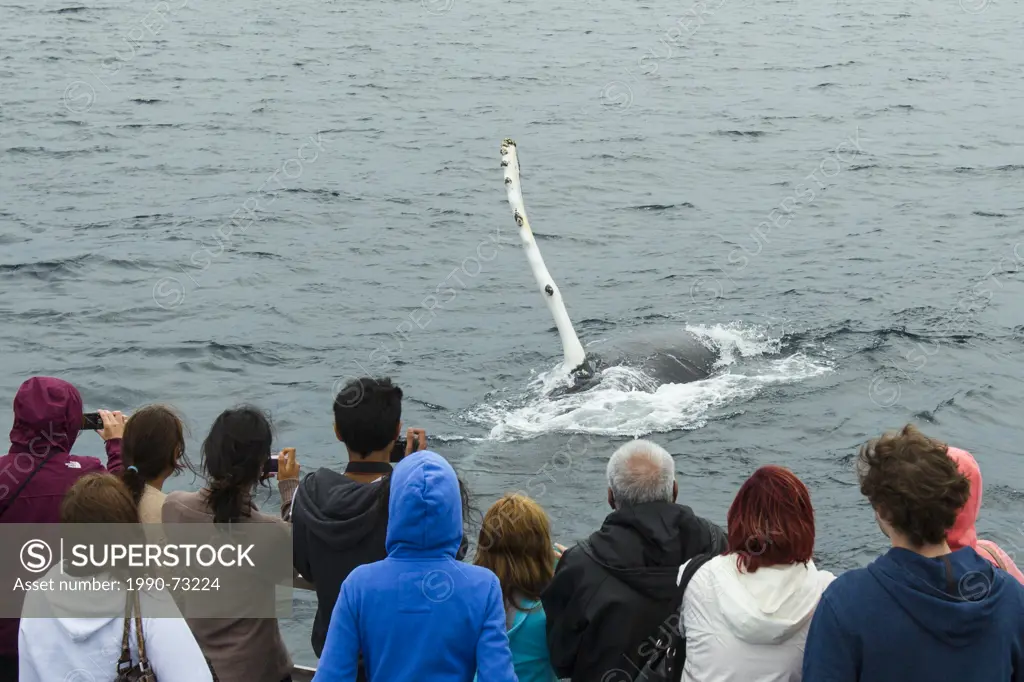 Whale watching, Humpback Whale, (Megaptera novaeangliae, Witless Bay Ecological Reserve, Newfoundland, Canada