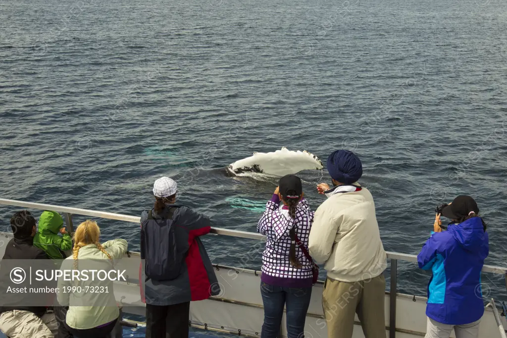 Whale watching, Humpback Whale, (Megaptera novaeangliae, Witless Bay Ecological Reserve, Newfoundland, Canada