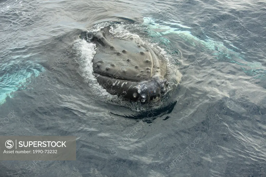 Humpback Whale rostrum, (Megaptera novaeangliae, Witless Bay Ecological Reserve, Newfoundland, Canada