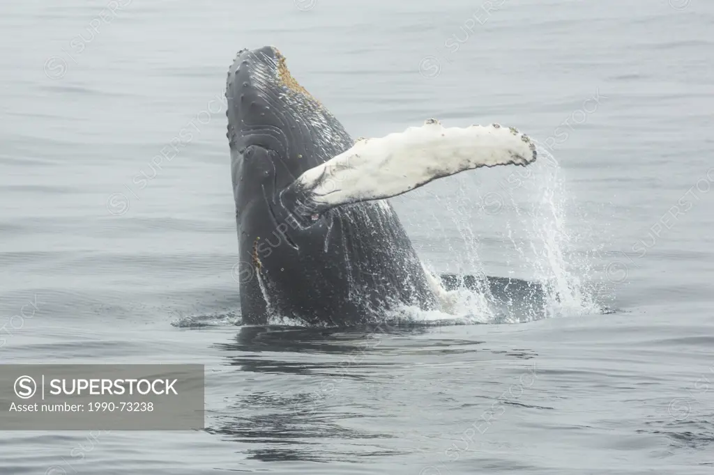 Humpback Whale, (Megaptera novaeangliae), breaching, Witless Bay Ecological Reserve, Newfoundland, Canada