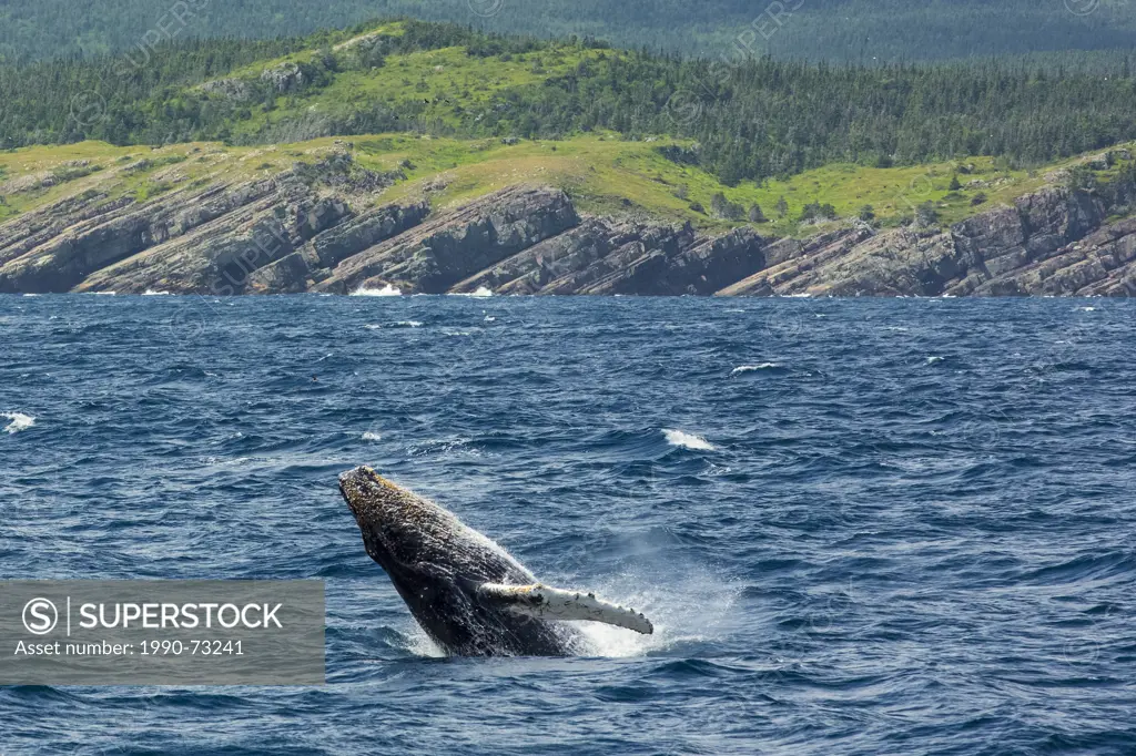 Humpback Whale, (Megaptera novaeangliae), breaching, Witless Bay Ecological Reserve, Newfoundland, Canada