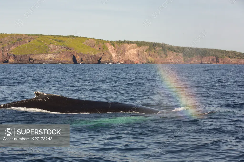 Humpback Whale spouting, (Megaptera novaeangliae, Witless Bay Ecological Reserve, Newfoundland, Canada