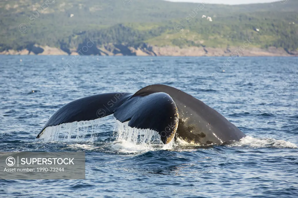 Humpback Whale flukes, (Megaptera novaeangliae, Witless Bay Ecological Reserve, Newfoundland, Canada