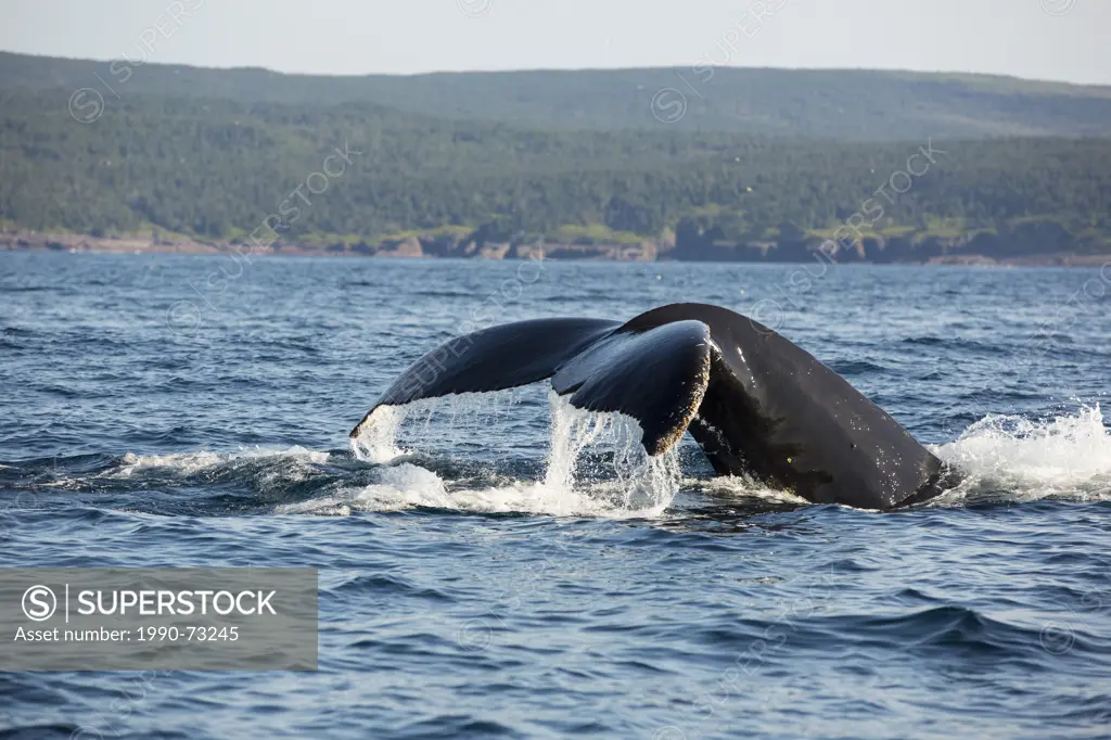 Humpback Whale flukes, (Megaptera novaeangliae, Witless Bay Ecological Reserve, Newfoundland, Canada