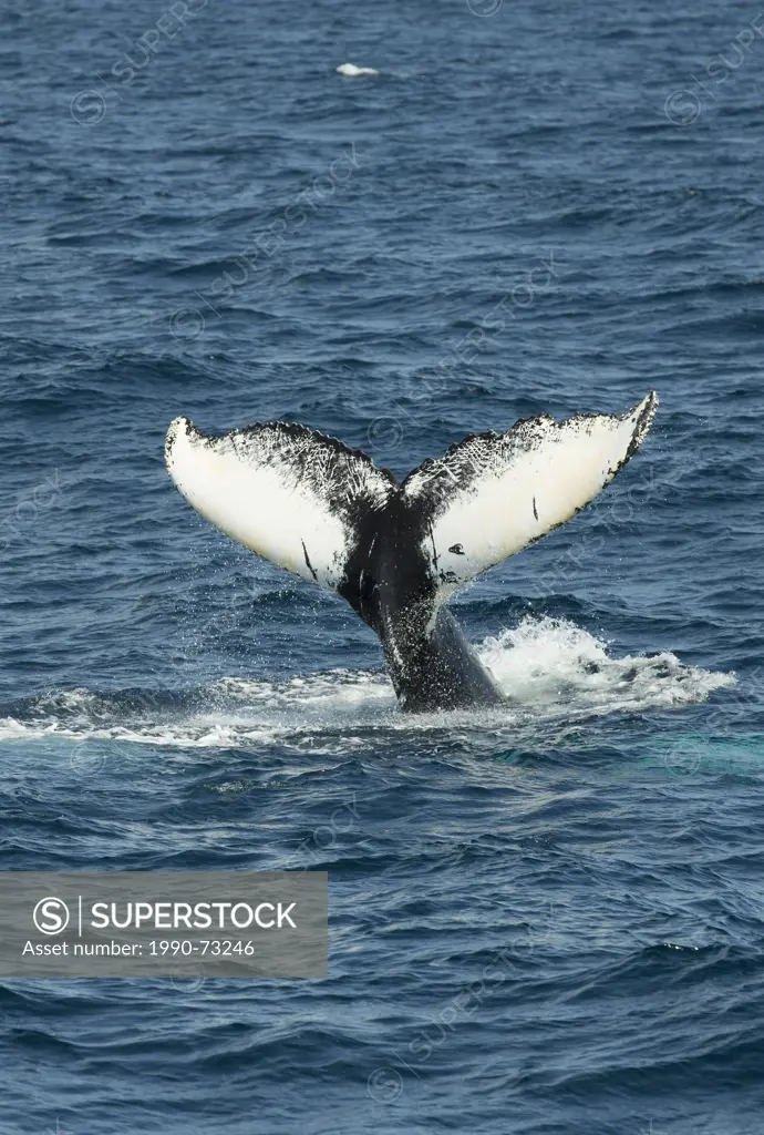 Humpback Whale tail lobbing, (Megaptera novaeangliae, Witless Bay Ecological Reserve, Newfoundland, Canada
