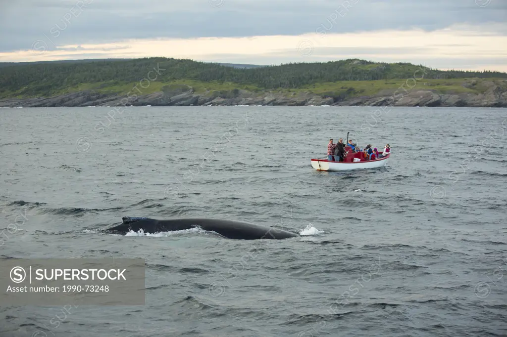 Whale watching, Humpback Whale, (Megaptera novaeangliae, Witless Bay Ecological Reserve, Newfoundland, Canada
