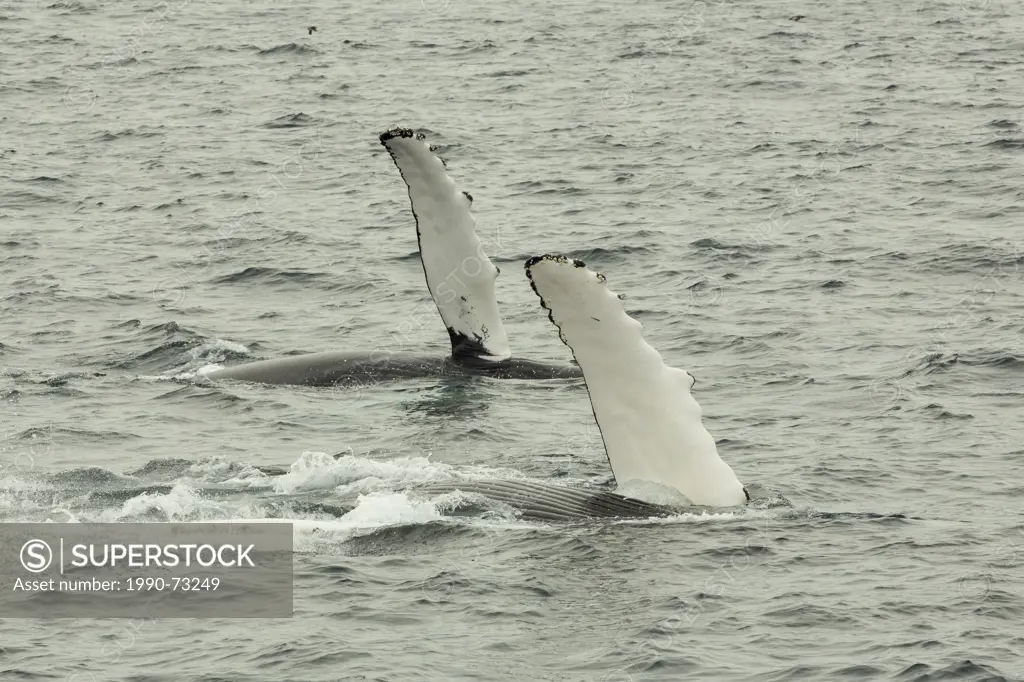 Humpback Whales, (Megaptera novaeangliae, Witless Bay Ecological Reserve, Newfoundland, Canada
