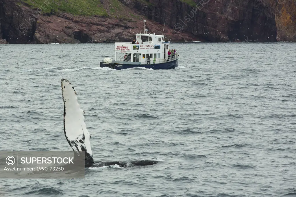 Humpback Whale, (Megaptera novaeangliae, Witless Bay Ecological Reserve, Newfoundland, Canada