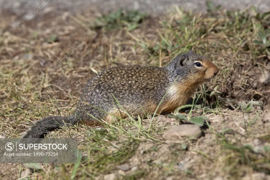 Columbian Ground Squirrel (Urocitellus columbianus), Manning Provincial Park, British Columbia, Canada