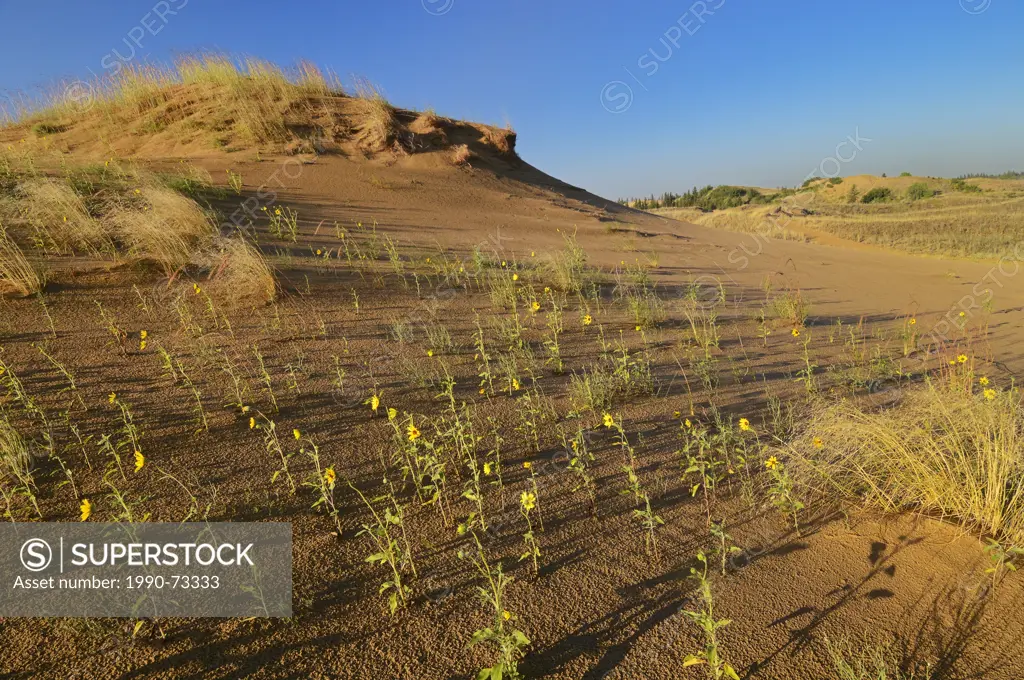 Sand dunes and sunflowers at sunrise in the Carberry Desert, Spruce Woods Provincial Park, Manitoba, Canada