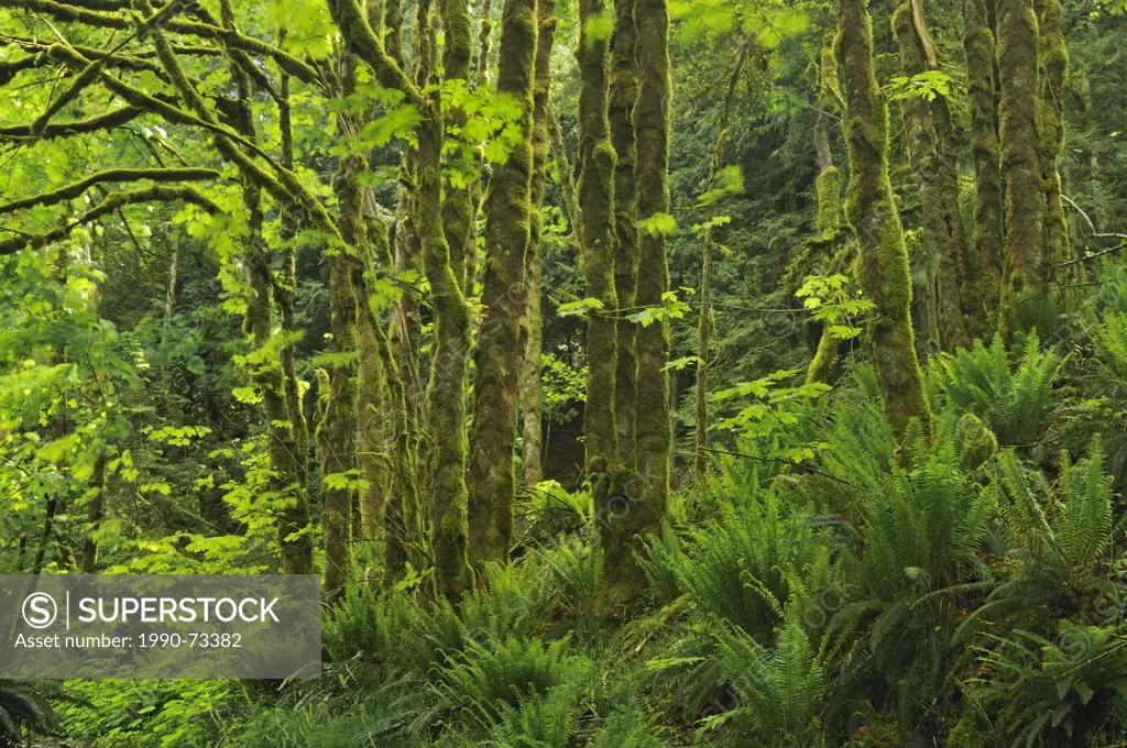 Lush evergreen forest, Goldstream Provincial Park, British Columbia, Canada