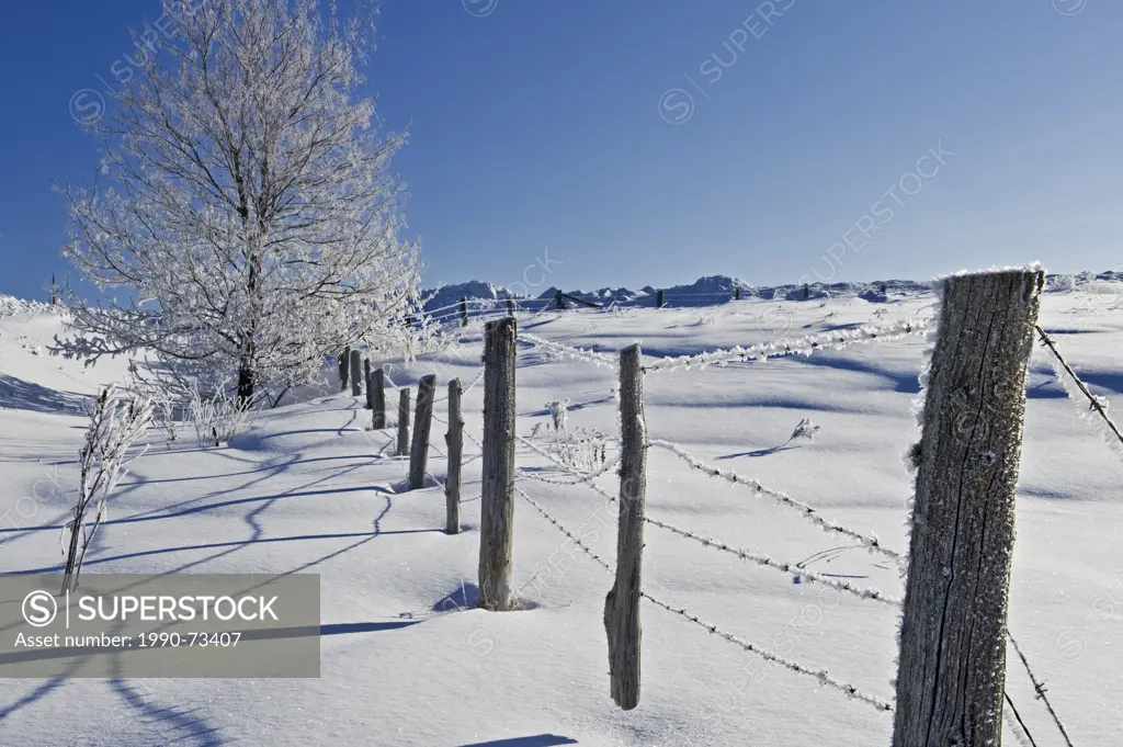 Fence and hoarfrost on tree, near Bourget, Ontario, Canada