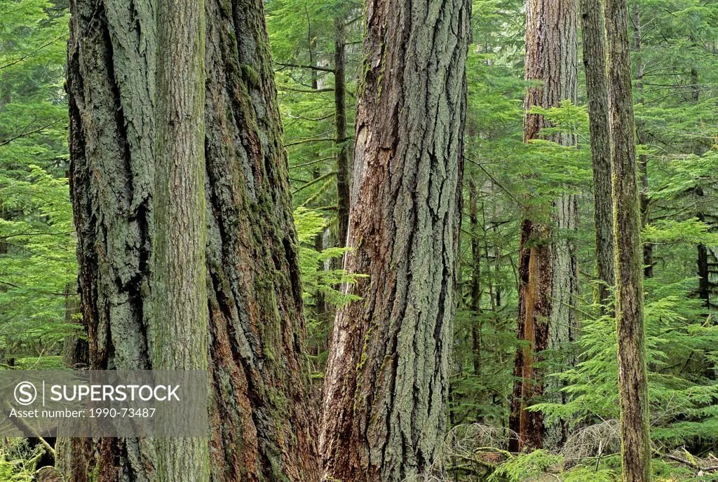 Coastal temperate rain forest, Pacific Rim National Park, British Columbia, Canada
