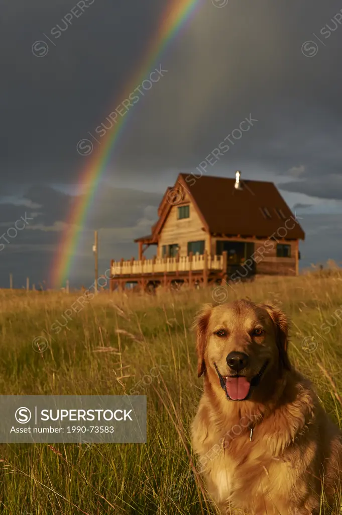 Rainbow, timberframe cabin and golden retriever (canis lupus familiaris)