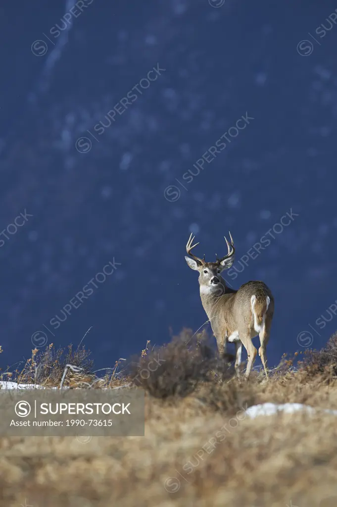 White Tail Deer buck (odocoileus virginianus)