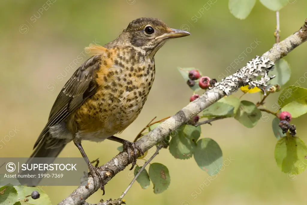 American Robin, British Columbia, Canada