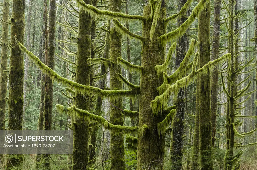 Mossy trees, Elk Falls Provincial Park, near Campbell River, British Columbia, Canada