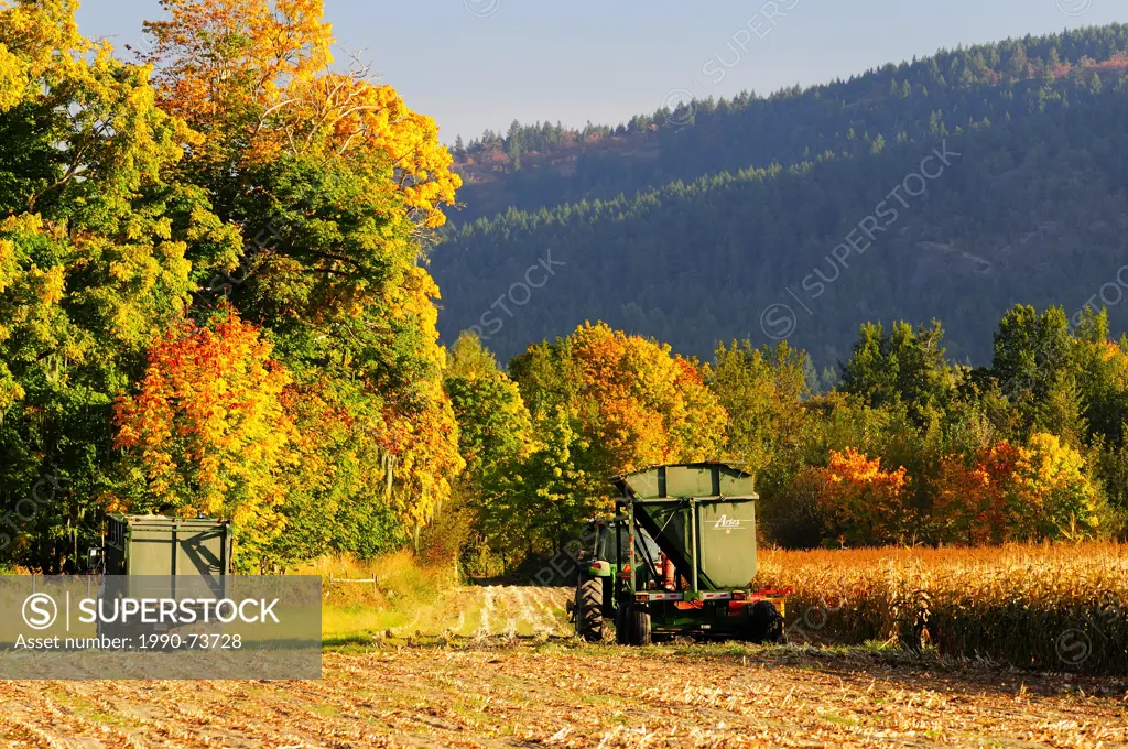 A truck, tractor and combiner for harvesting corn silage, Cowichan Bay, British Columbia, Canada