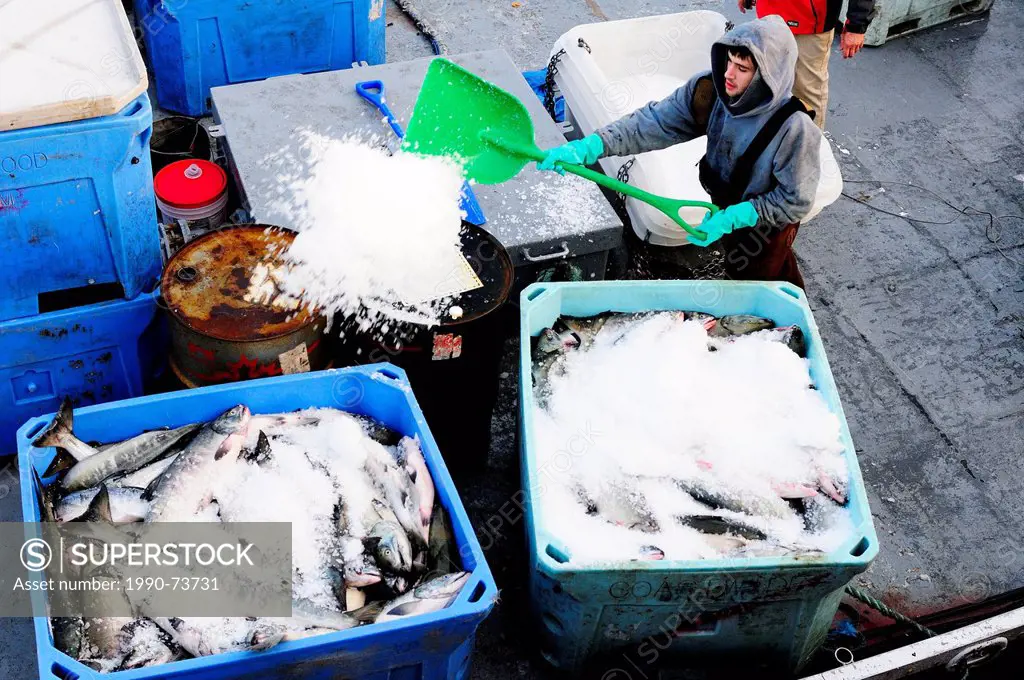 A fisherman spreads ice over Chum salmon (Oncorhynchus keta) that are being stored in containers on a fish boat in Cowichan Bay, BC, Canada