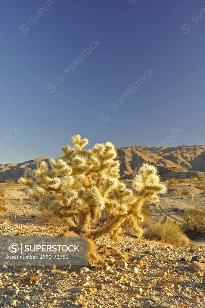 Teddybear Cholla cactus (Opuntia bigelovii), 29 Palms, Mojave Desert, California, USA
