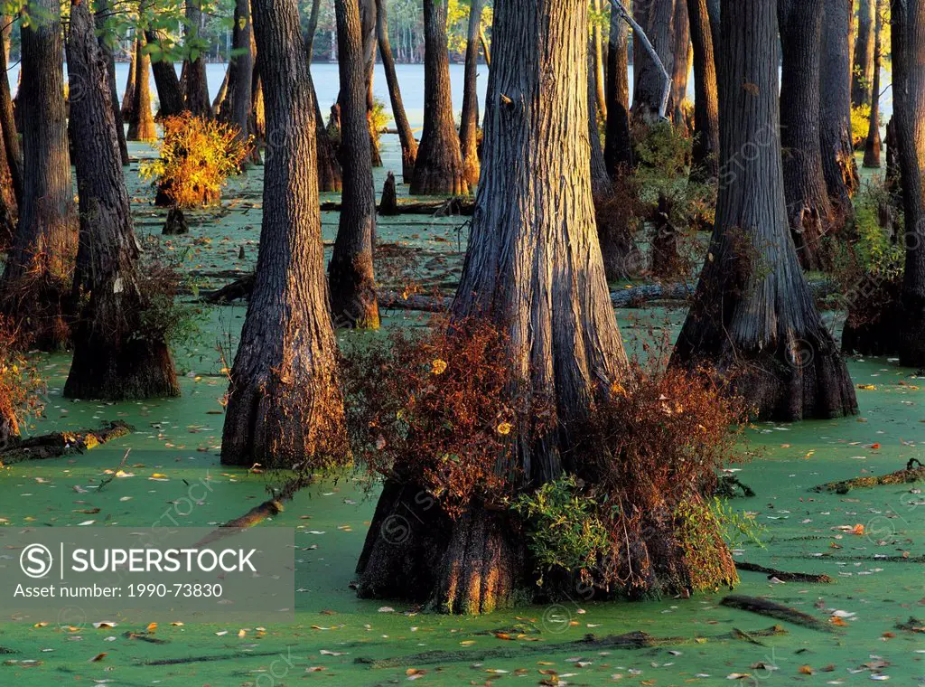 Bald Cypress Trees, Horseshoe Lake State Park, Illinois, U.S.A.