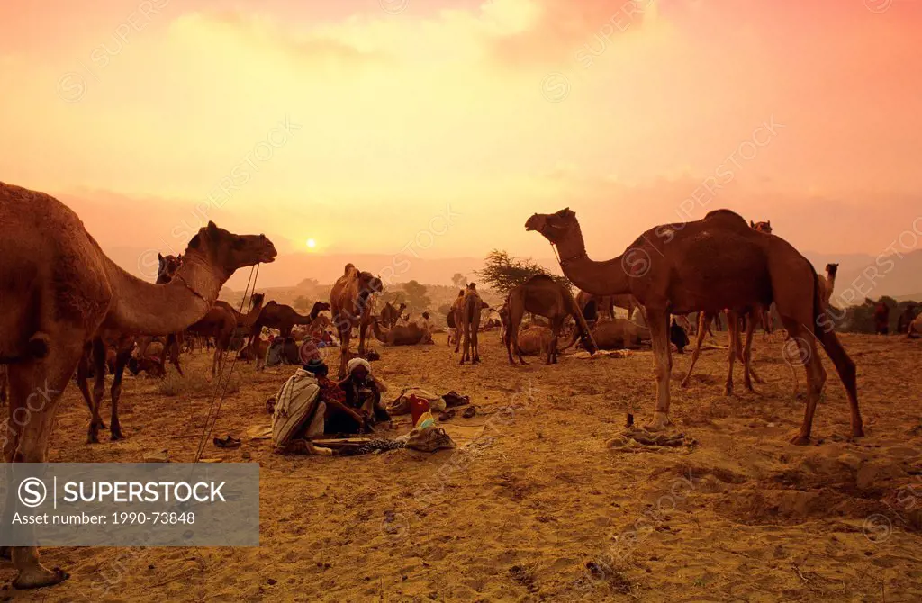 People and Camels at the Pushkar Camal Fair at Sunset, Pushkar, Rajasthan, India No Model Release