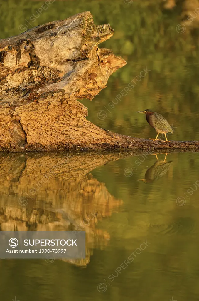 Green heron (Butorides striatus) Stalking prey along partially submerged log