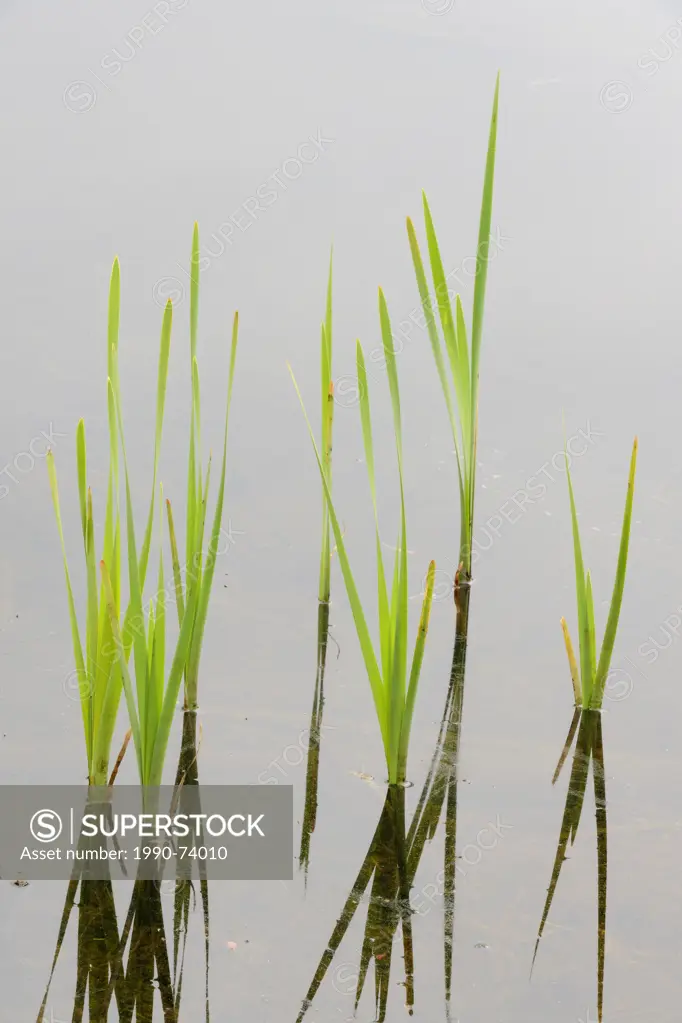 Cattail (Typha latifolia) Emerging leaves in a beaverpond