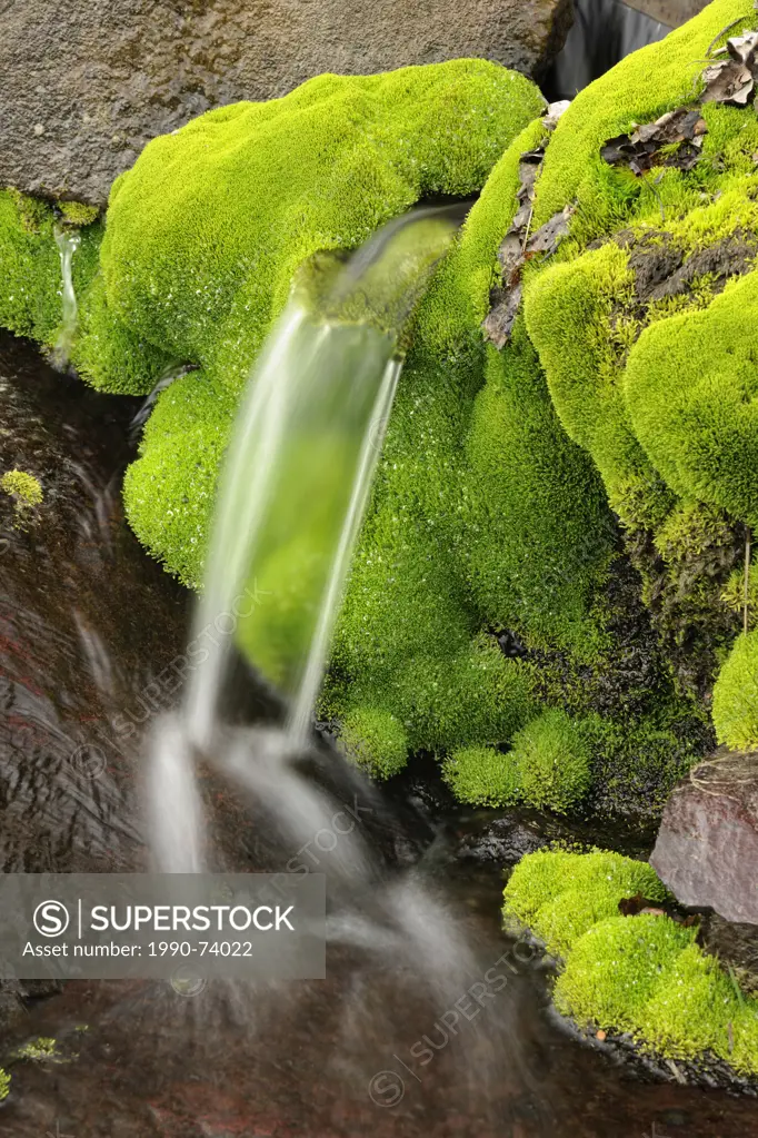 Spring cascade with clumps of moss