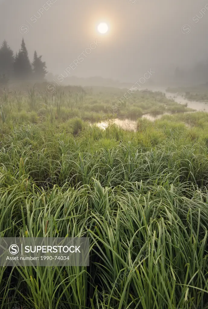 Dawn mists over a beaver pond
