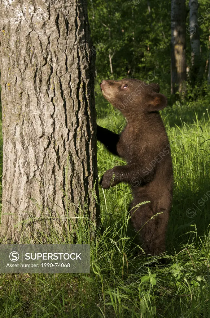 American black bear cub, Ursus americanus, cinnamon color phase,  Quetico Provincial Park, Ontario, Canada